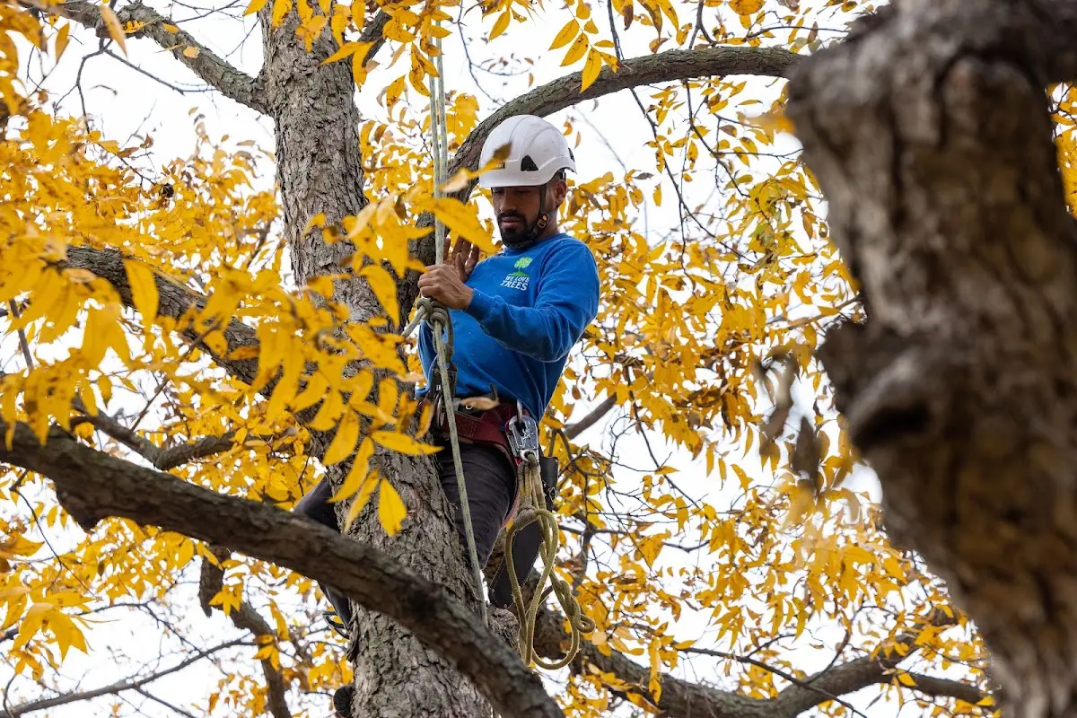 Skilled Tree Planting crew working in La Belle
